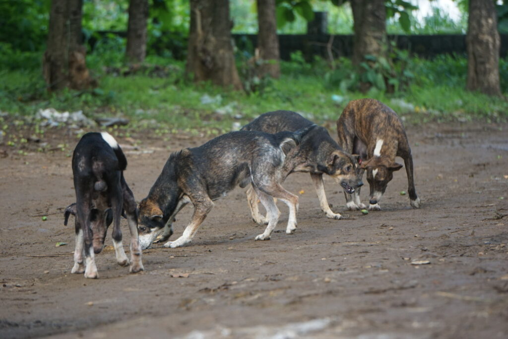 Chiens errants São Tomé