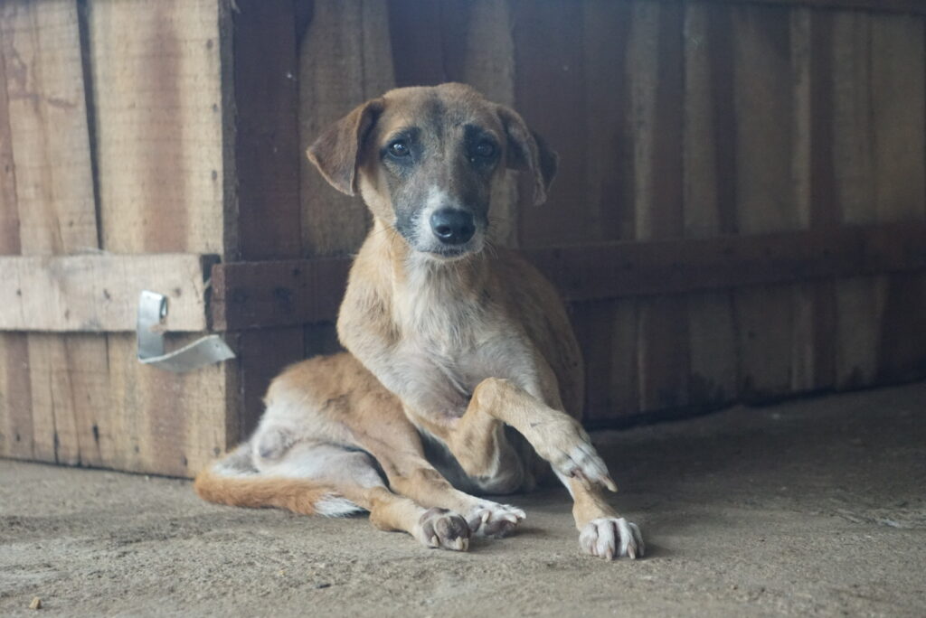 Chienne paralysée de maltraitance
