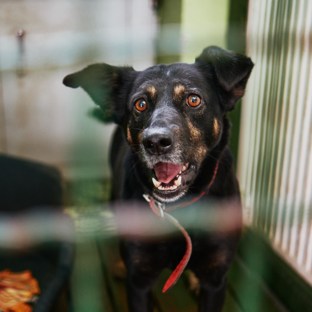 chien abandonné adoption dans un refuge / association
